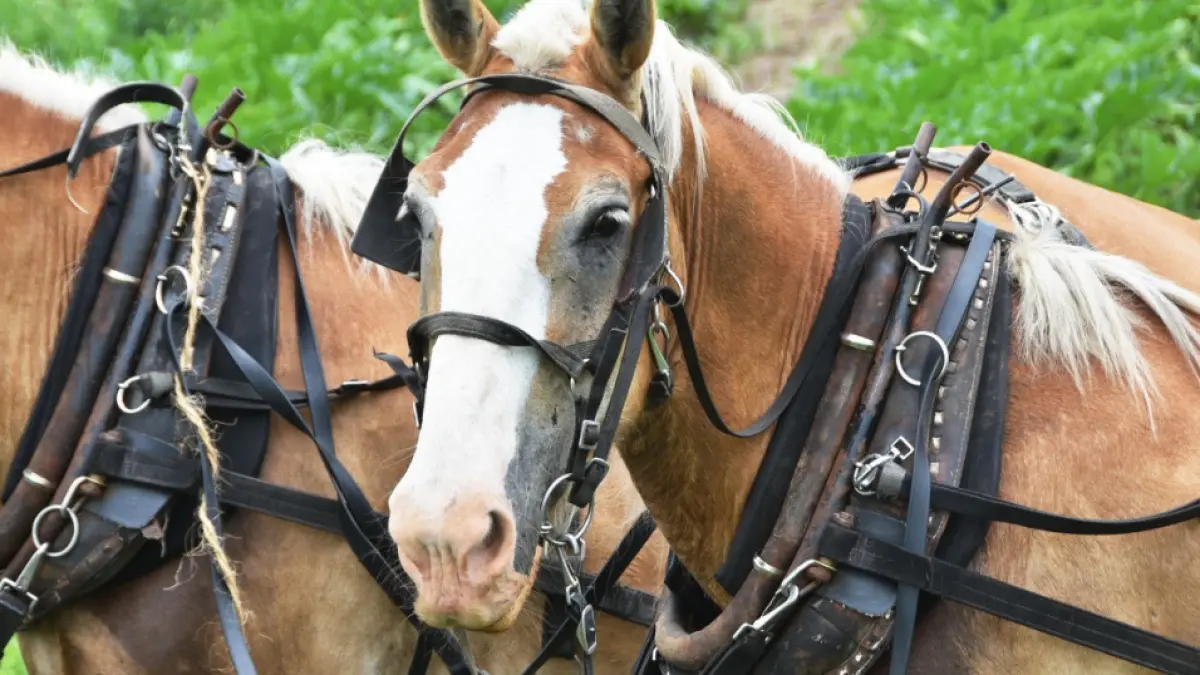 Learn to Drive a Horse Team: Hands-on Workshop on May 16