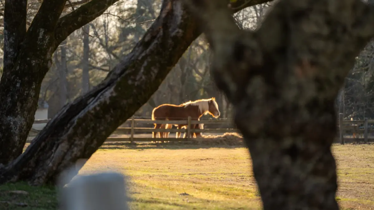 Hooves through History at Historic Washington State Park