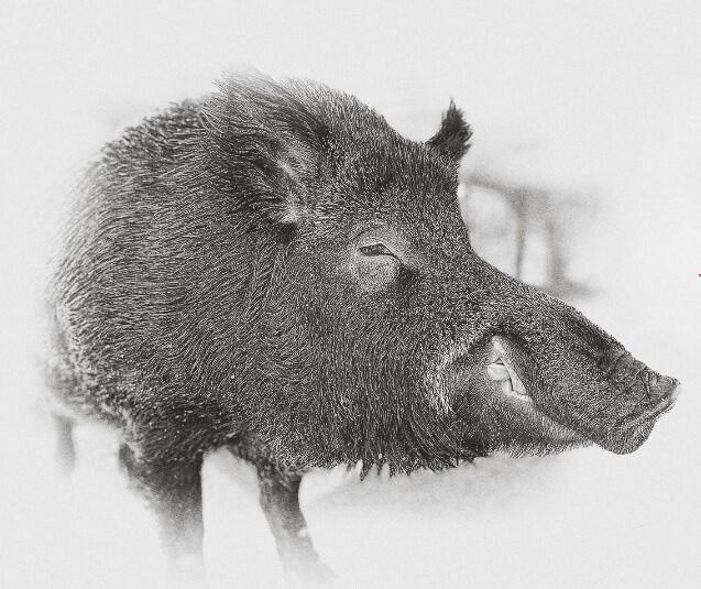 Tusk V, live mascot for University of Arkansas since 2019, died Sunday