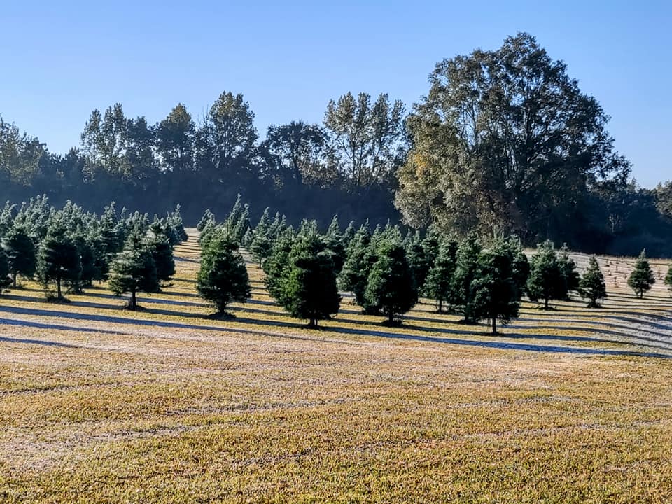 May Hill Tree Farm Open During the Holidays