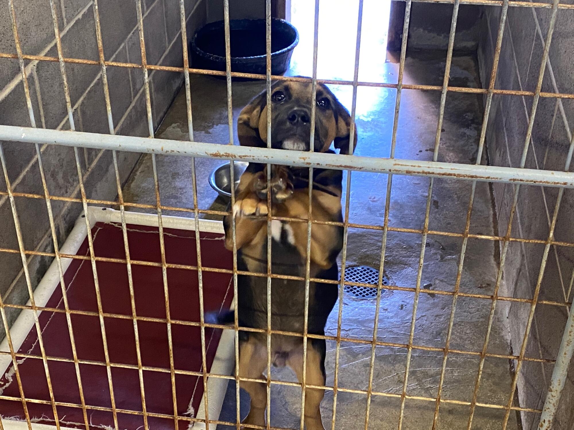 Dogs Available for Adoption at Animal Shelter