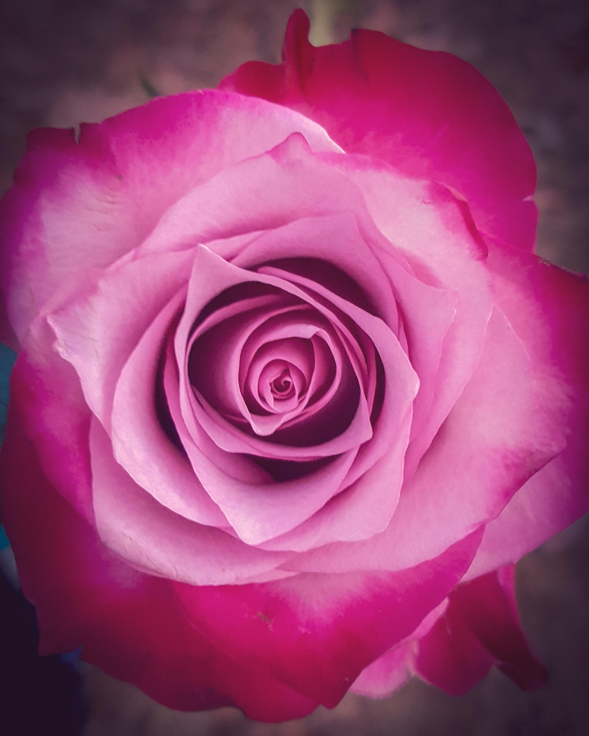 Miller County Red Dirt Master Gardeners to hold Annual Plant Sale