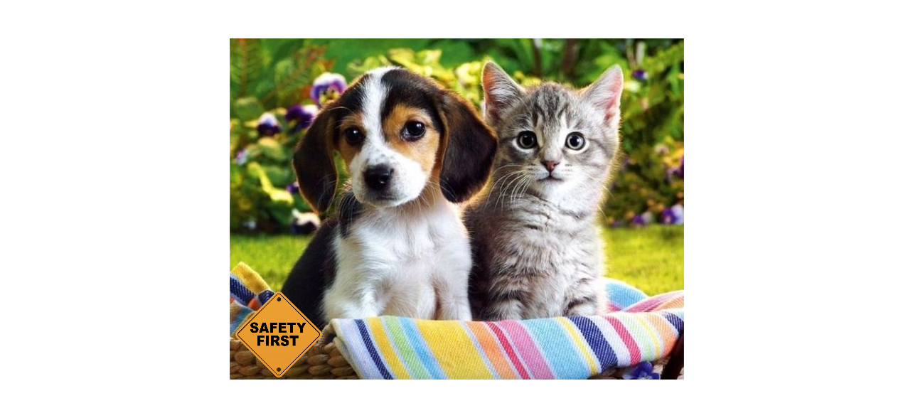 SWARK Safety: Pets In The Summer