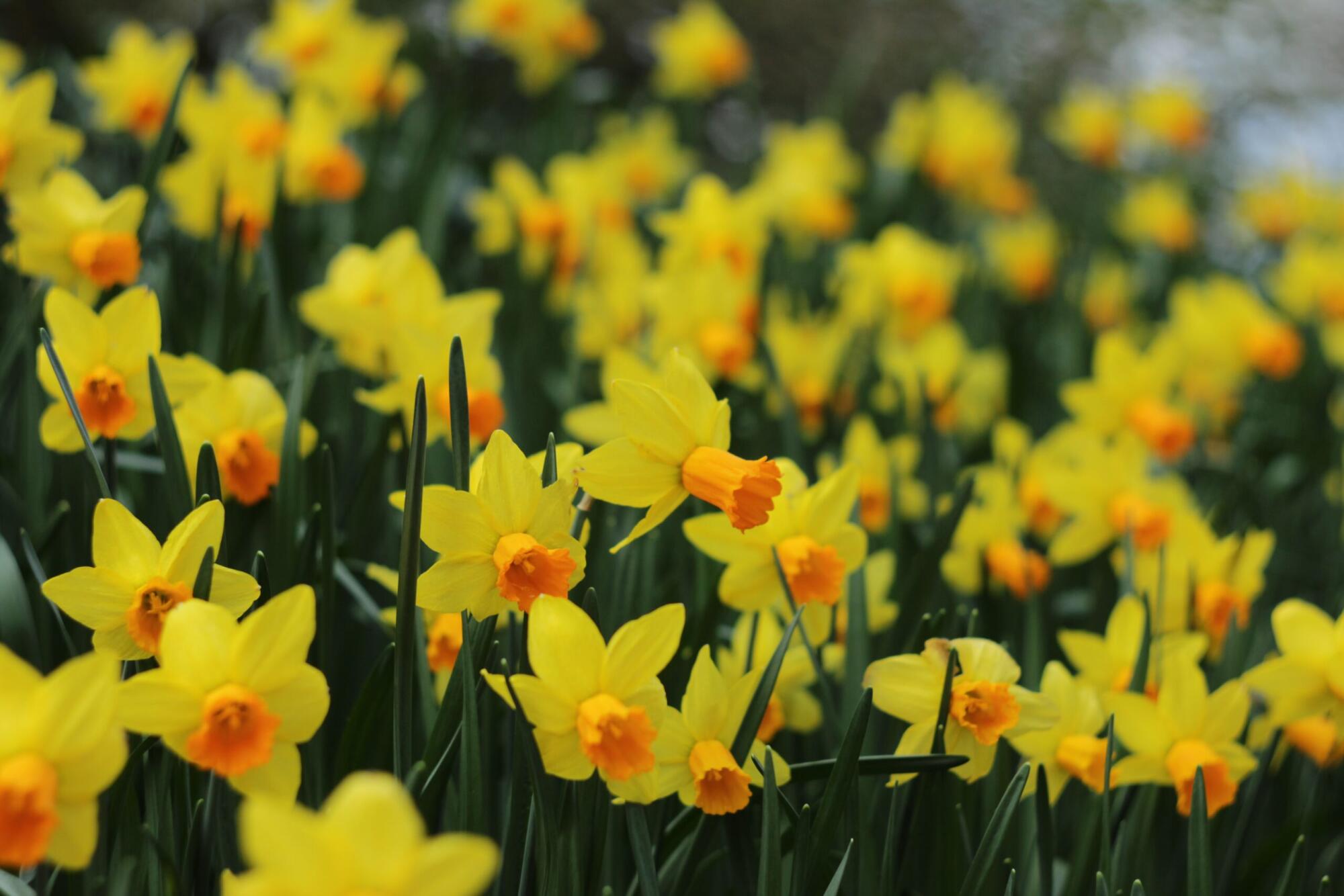 Jonquil Festival 5K Run March 19
