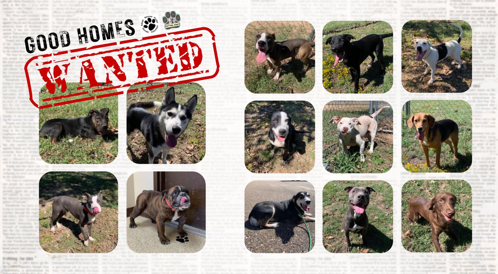 WANTED: Good homes for these furry friends